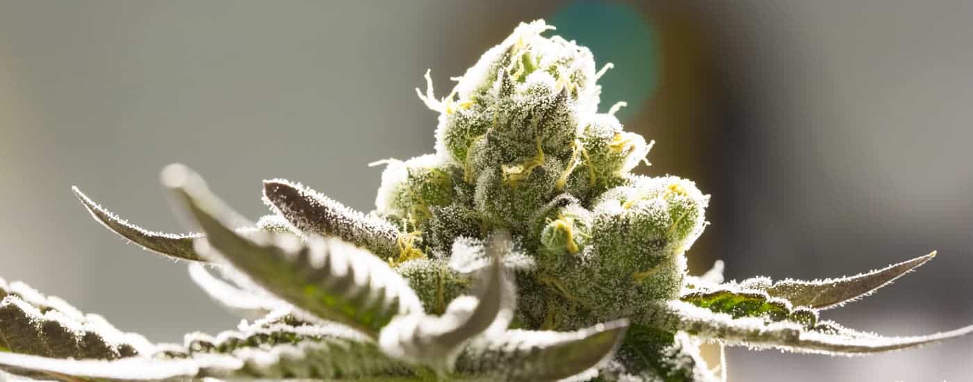 The flower form of cannabis is shown.