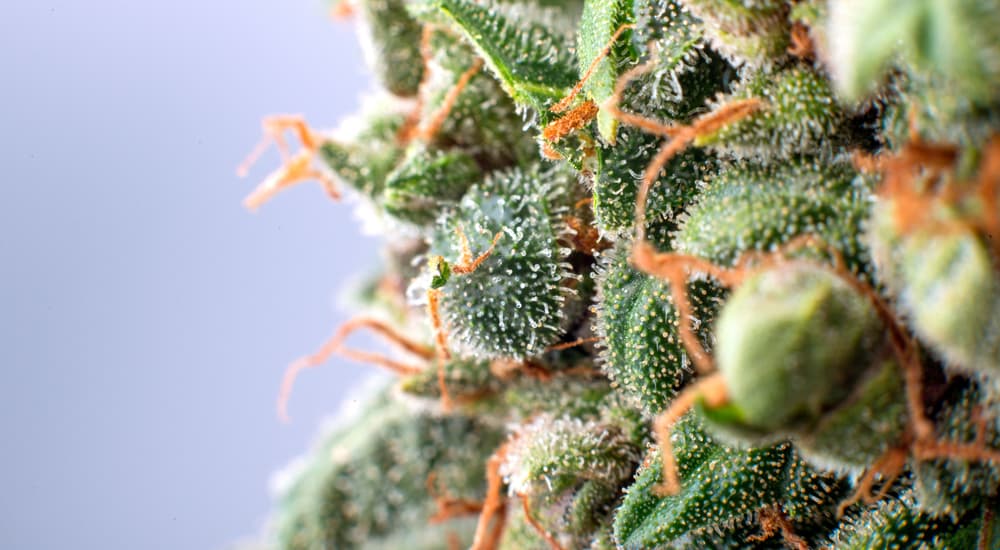 The cannabis flower is shown in closeup to show the orange pistils.