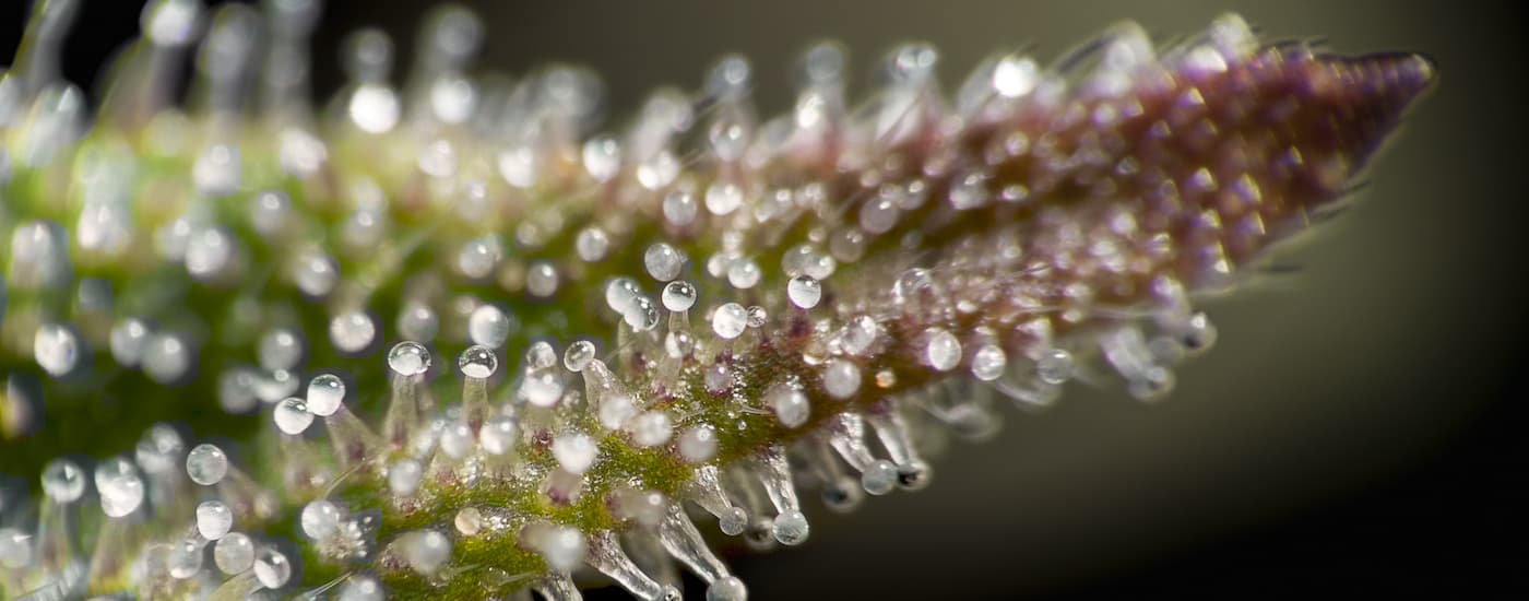 A closeup of trichomes are shown.