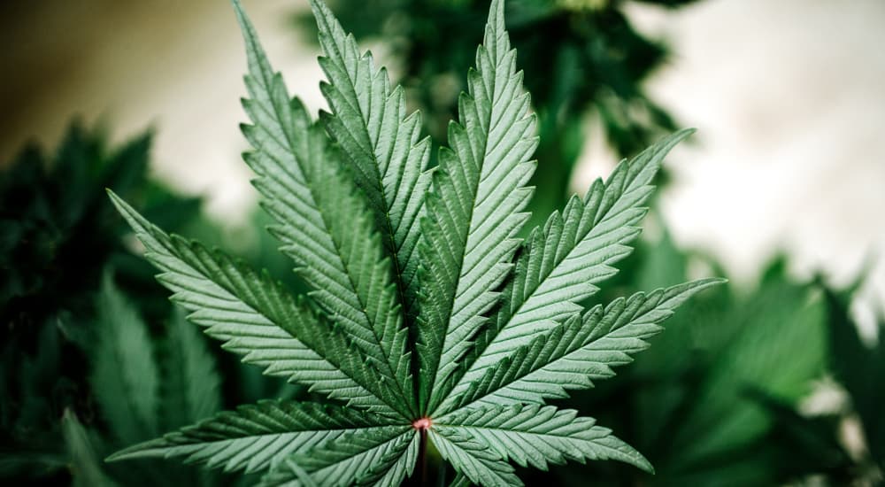 A cannabis Indica plant is shown.